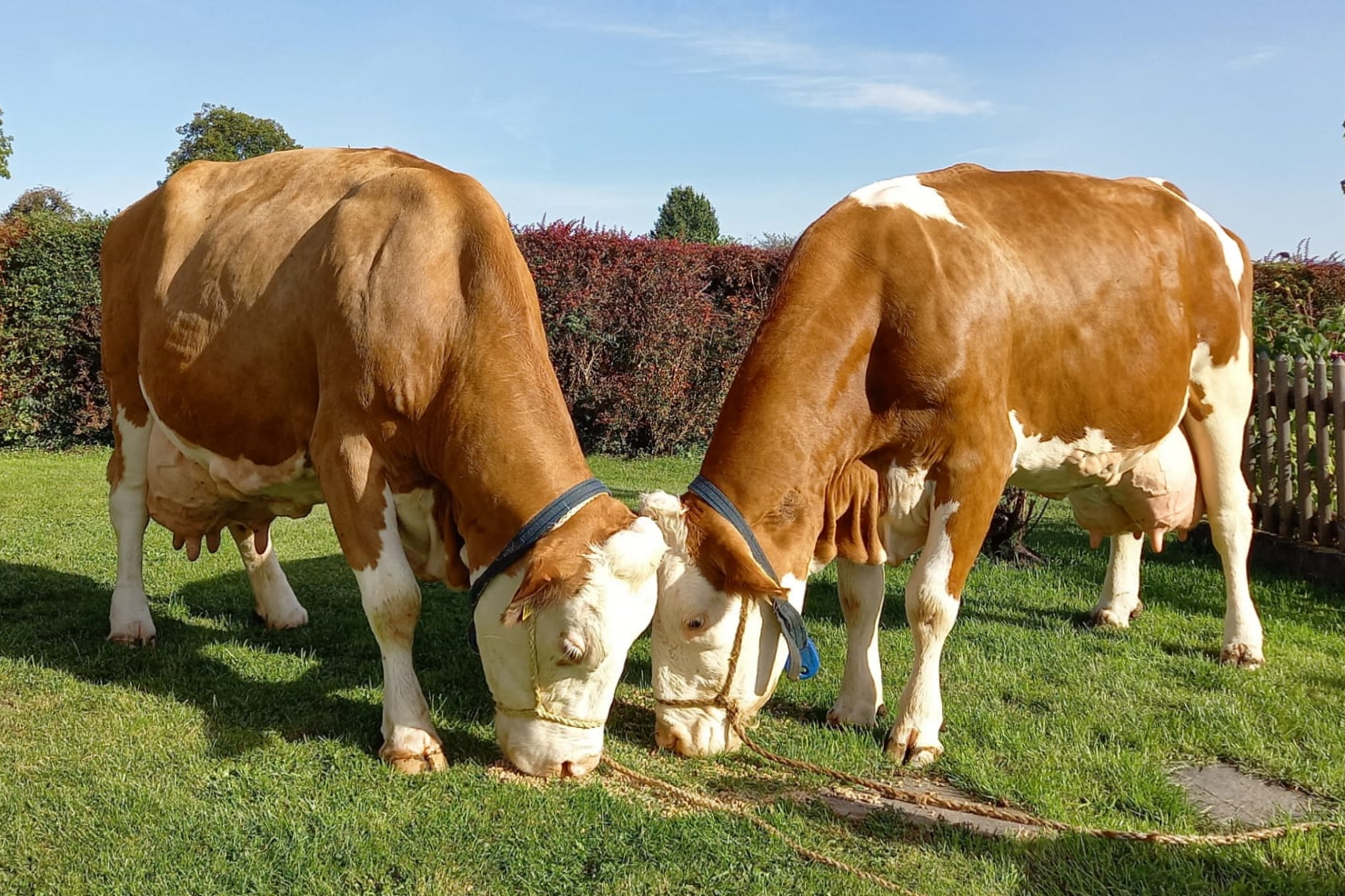 DE 09 40461259 42978877 